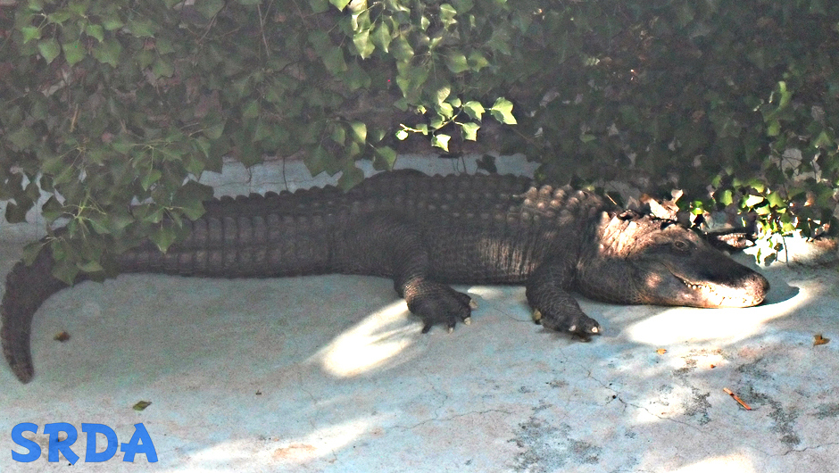 aligator zoo vrt