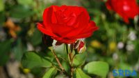 crvena_ruza