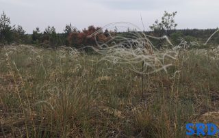 deliblatska_pescara