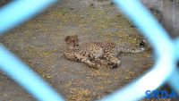 gepard