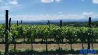loza_vinograd_pogled