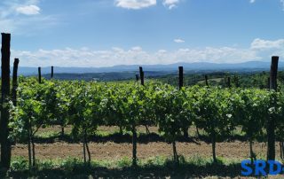 loza_vinograd_pogled