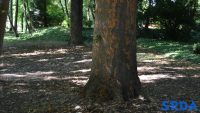 Park drvo