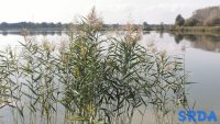 Priroda voda bara jezero