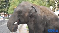 slon_zoovrt