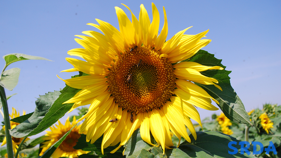 suncokret_4