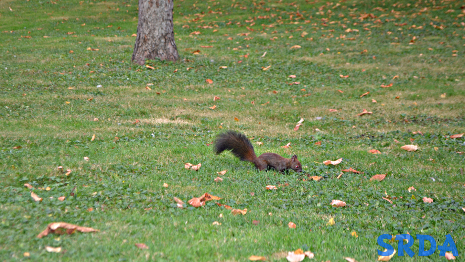 Veverica u parku