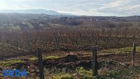 vinogradi u Topoli