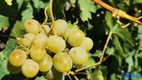 Belo grozdje vinograd