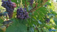 Crveno gvozdje vinograd
