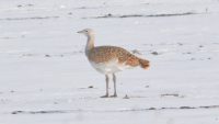 Velika droplja