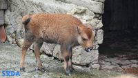 beba bizon Zoo vrt