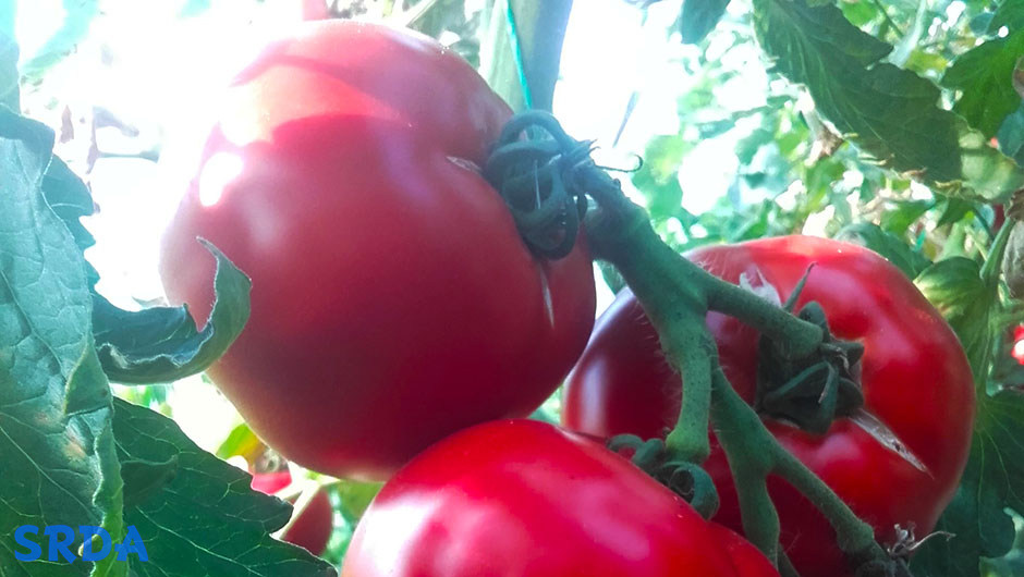 paradajz plastenik