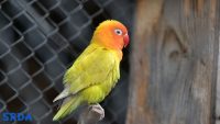 papagaj zoo vrt agapornis lovebird