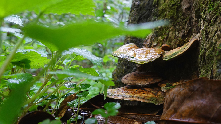 Ganoderma pecurka