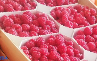 maline voće
