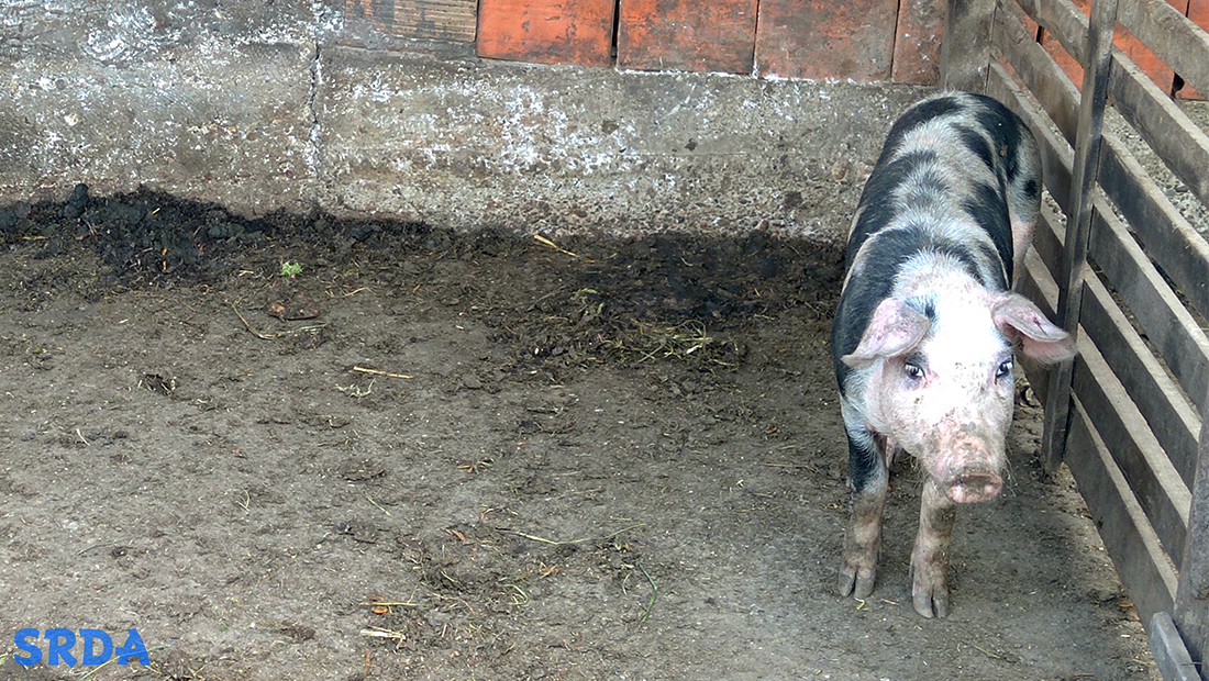 svinja