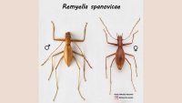 Remyella-spanovicae