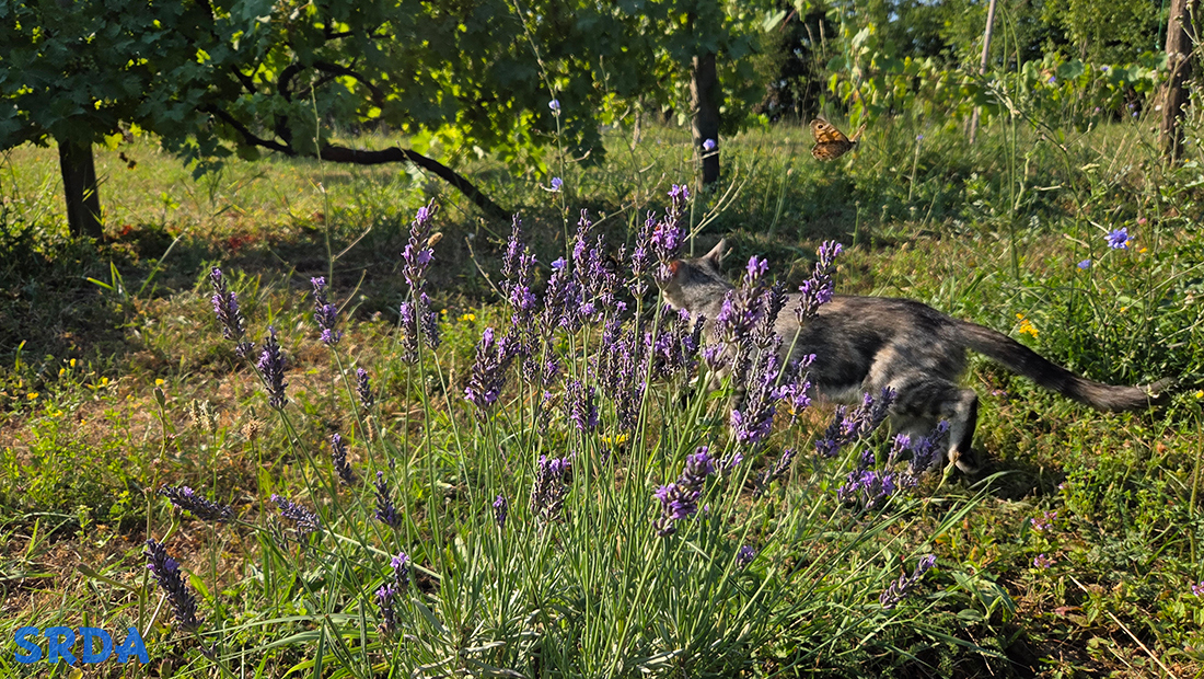 lavanda_leto