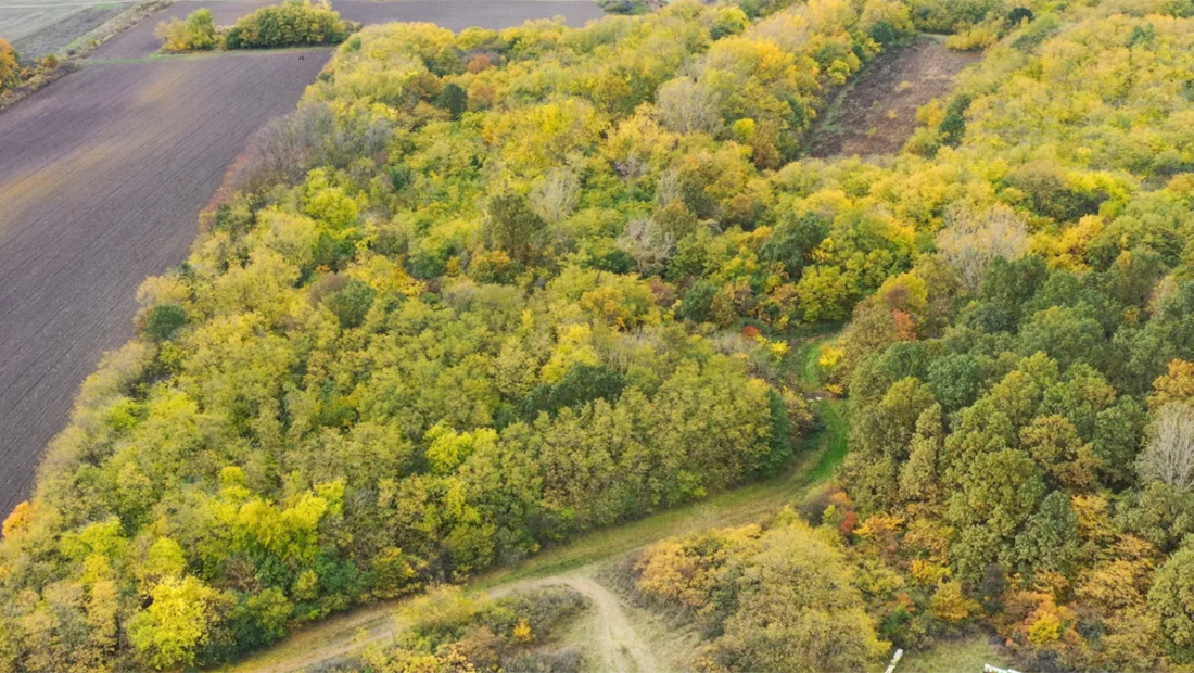Slavujev lug